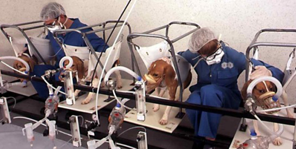 Green Hill, fatturato milionario con la vendita dei beagle destinati alla vivisezione