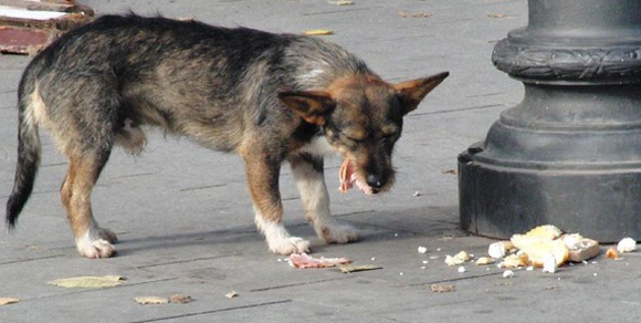 Bloccata l’ammazza-cani in Romania