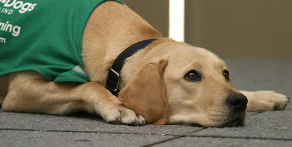 All’Università di Padova cani guida per disabili della vista