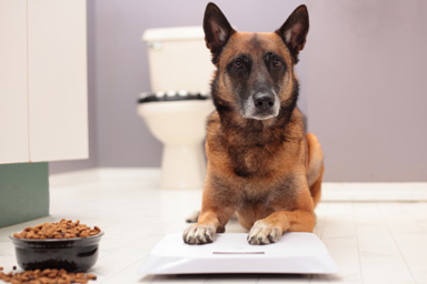 Dieta e problemi articolari nel cane: la prevenzione