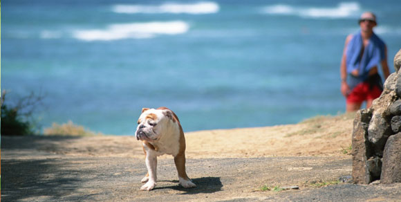 Bau beach, la prima spiaggia per cani in Abruzzo