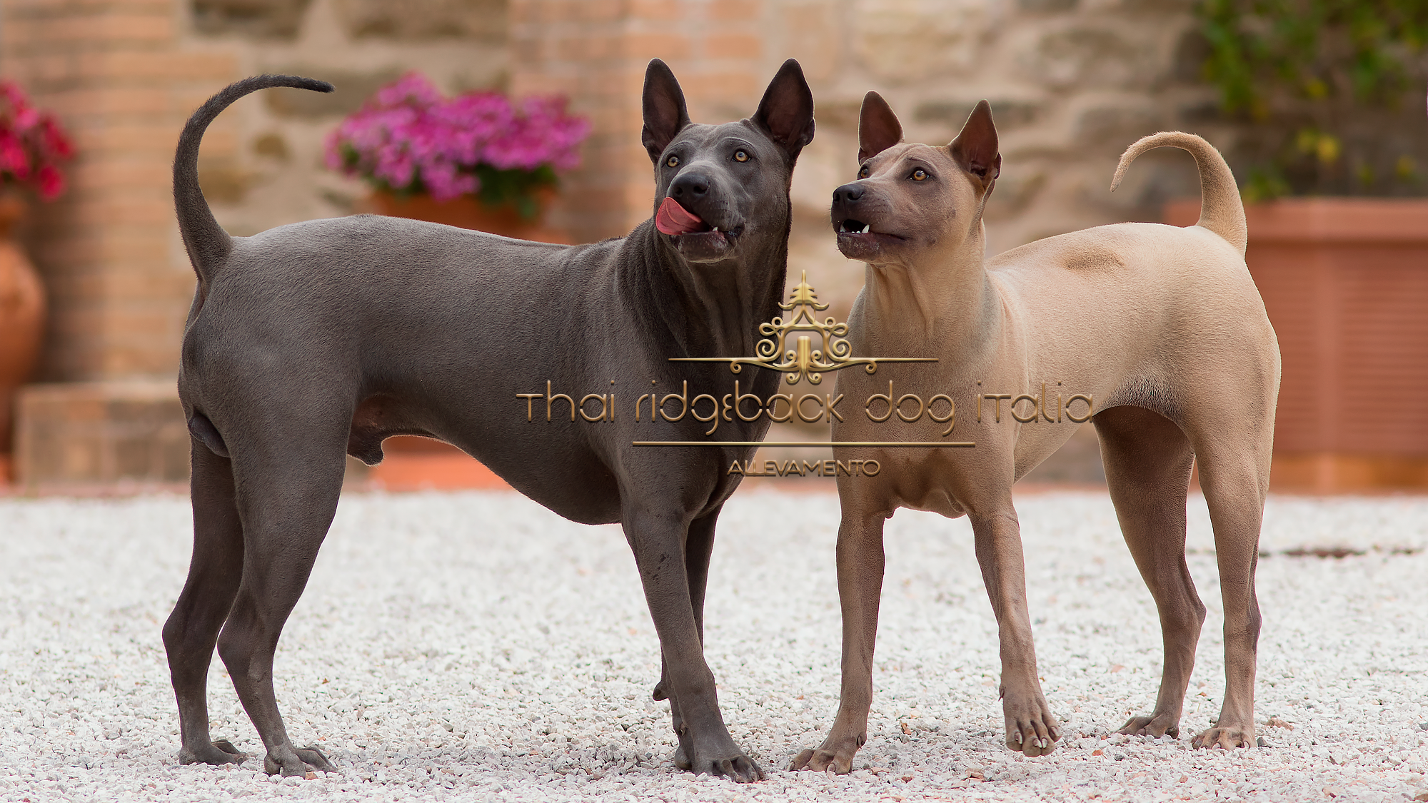 Thai Ridgeback Dog Italia
