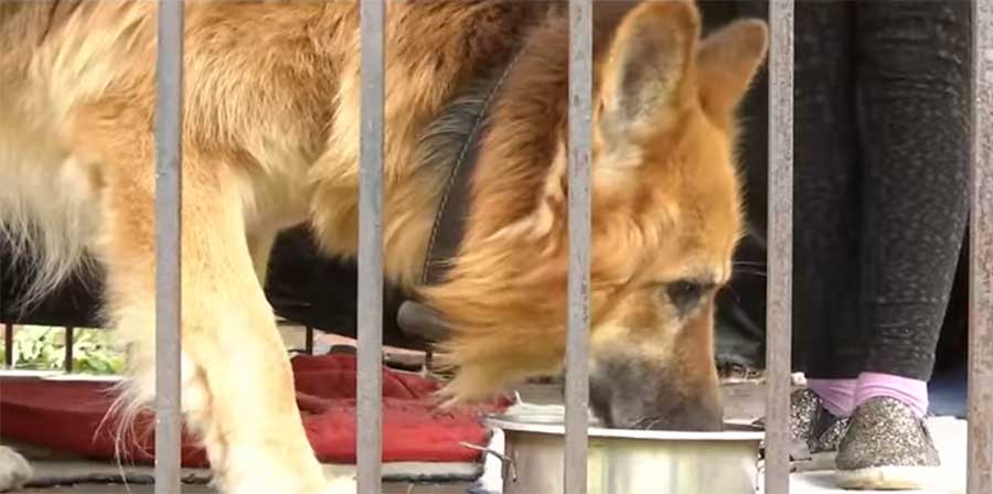 Straordinario salvataggio di un cane in Ucraina