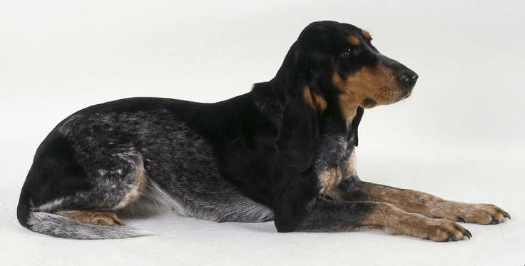 Luzerner Laufhund (Segugio del Lucernese)