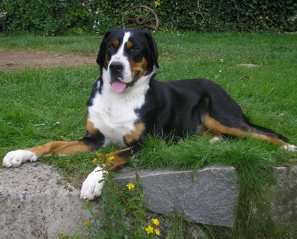 Bovaro dell'Appenzell (Appenzeller Seenhound)