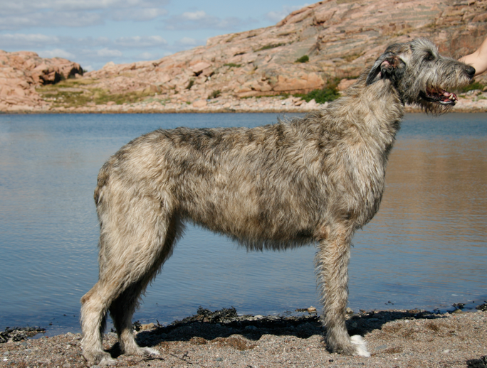 Irish Wolfhound (Levriero Irlandese)