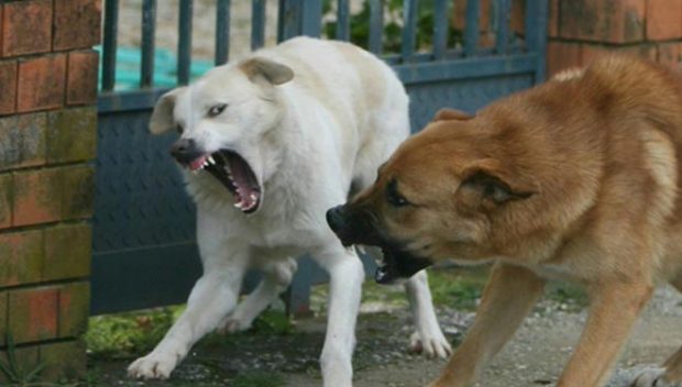 Non trascurate le aggressioni tra cani