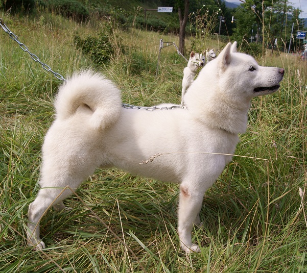 Kyushu (Cane dell'Hokkaido)