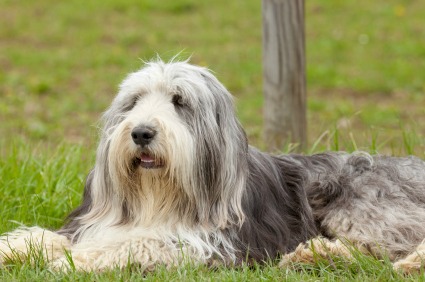 Bearded Collie (Collie Barbuto)