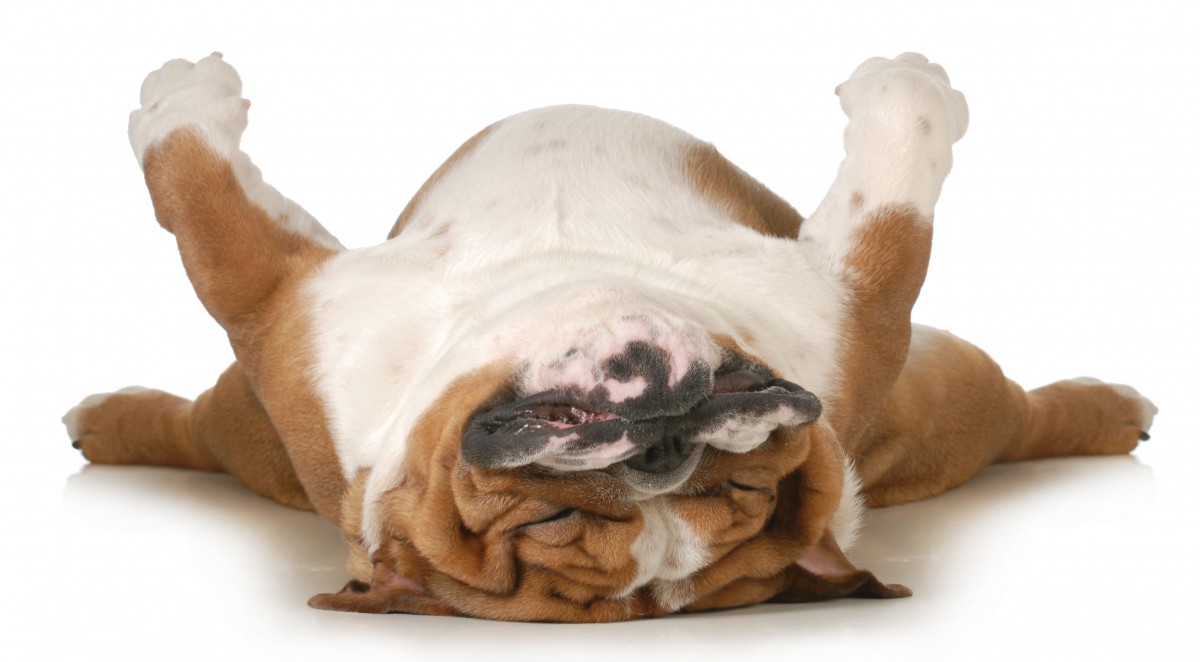 bigstock-dog-sleeping-upside-down-isola-43408534