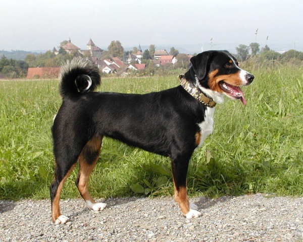 Bovaro dell'Appenzell (Appenzeller Seenhound)
