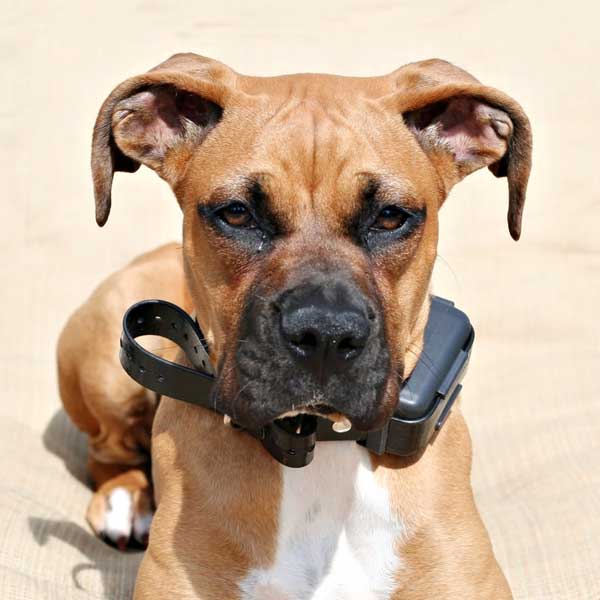 boxer-puppy-shock-collar