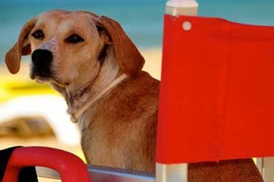 Bimbo tedesco si perde in spiaggia, cani salvataggio lo ritrovano