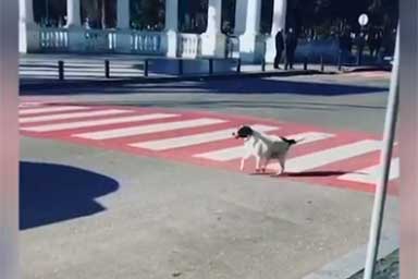 Kursha, il cane-vigile che aiuta ad attraversare la strada