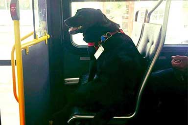 cane-che-prende-autobus