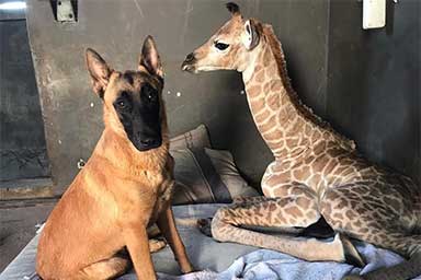 cane-e-giraffa