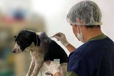 Cane entra in clinica con ferita sul collo e si fa curare