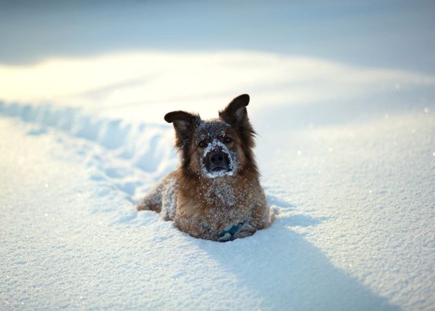 cane-nella-neve