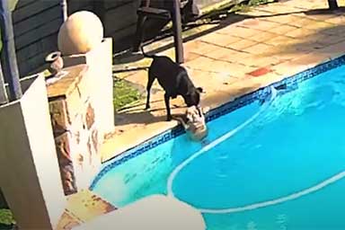 Cane salva il fratellino a quattro zampe caduto in piscina: il video