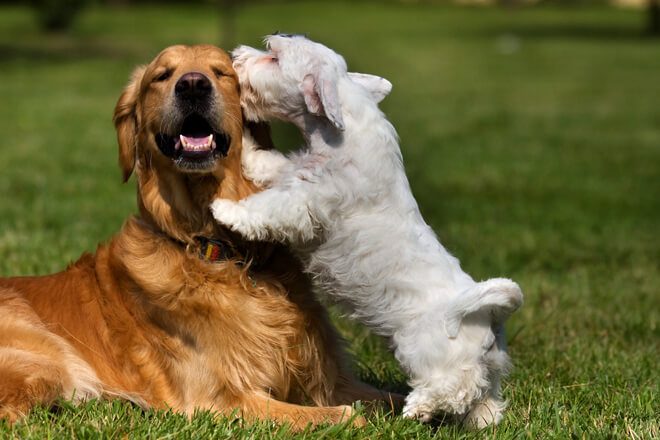 cani-che-giocano-insieme