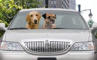 Anche i cani soffrono il mal d'auto