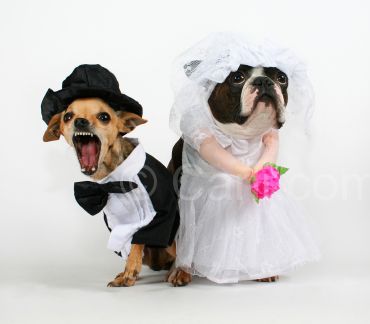 Nuova agenzia matrimoniale canina a milano
