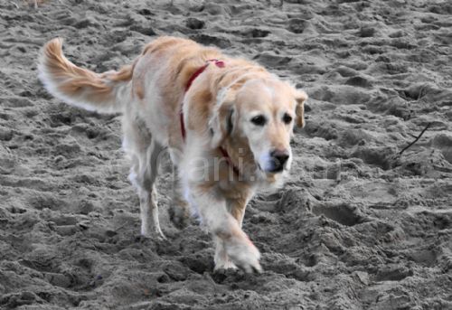 Cani nelle spiagge, molti no e qualche sì