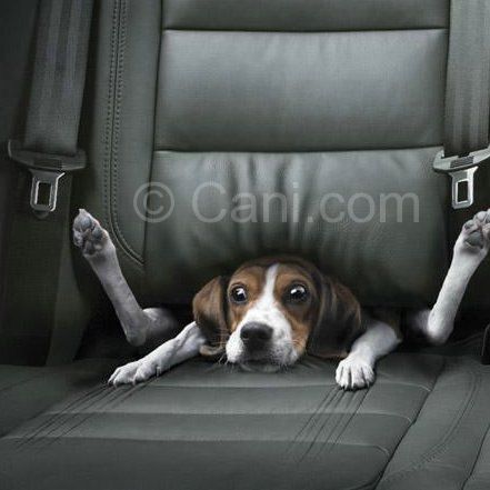 Trasporto in auto sicuro per i nostri cani