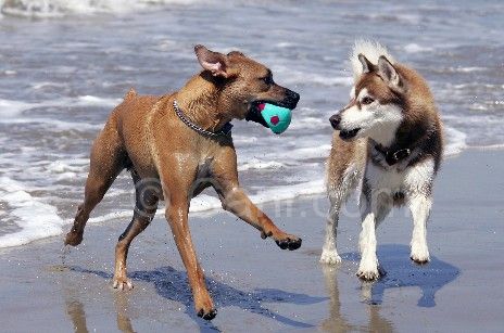 Spiagge amiche dei cani