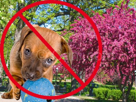 Sindaco vieta ai cani accesso ai giardini