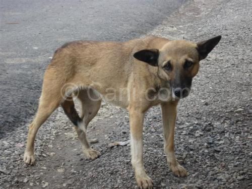 Ancora tragiche morti di cani in Sicilia