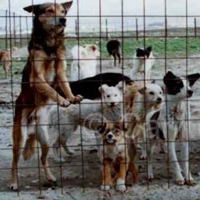 Ancora cani uccisi in Romania