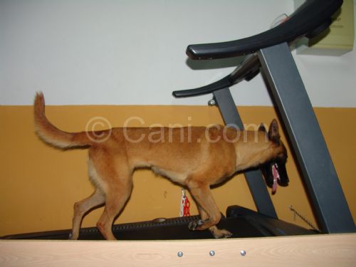 Training fisioterapico per cani
