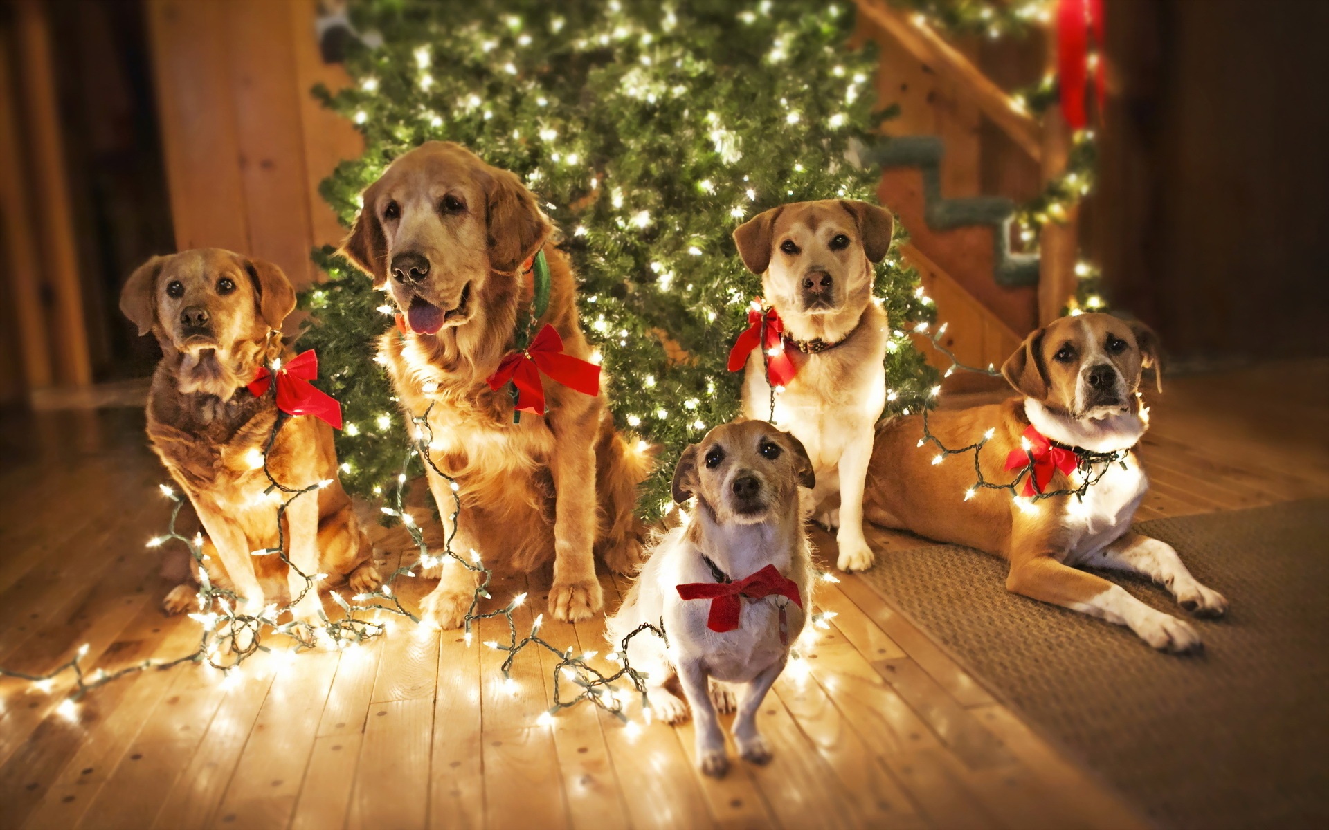 christmas-dogs-with-lights-wallpapers1