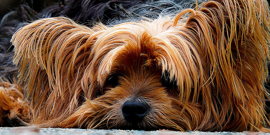close-up-photo-brown-long-coat-dog-64724-1