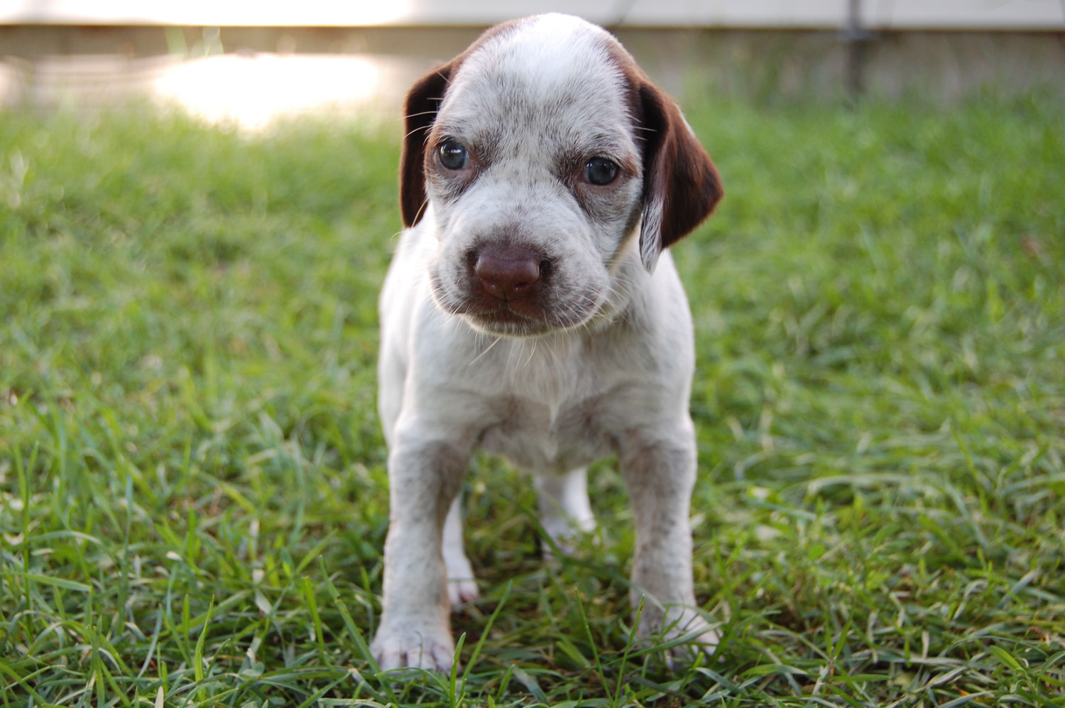 Bracco del Borbonese Razza Descrizione Carattere Cuccioli