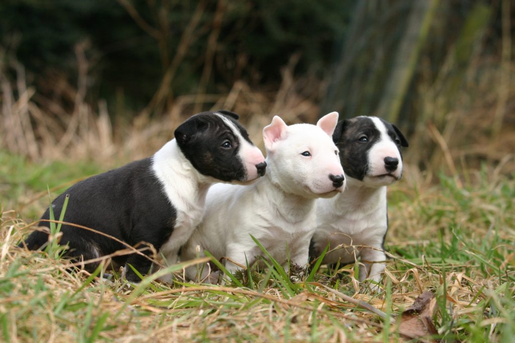 Bull Terrier Miniature