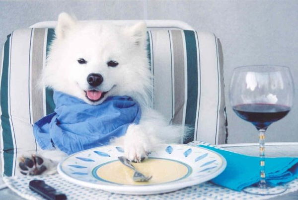 cute_dog_eating_dinner