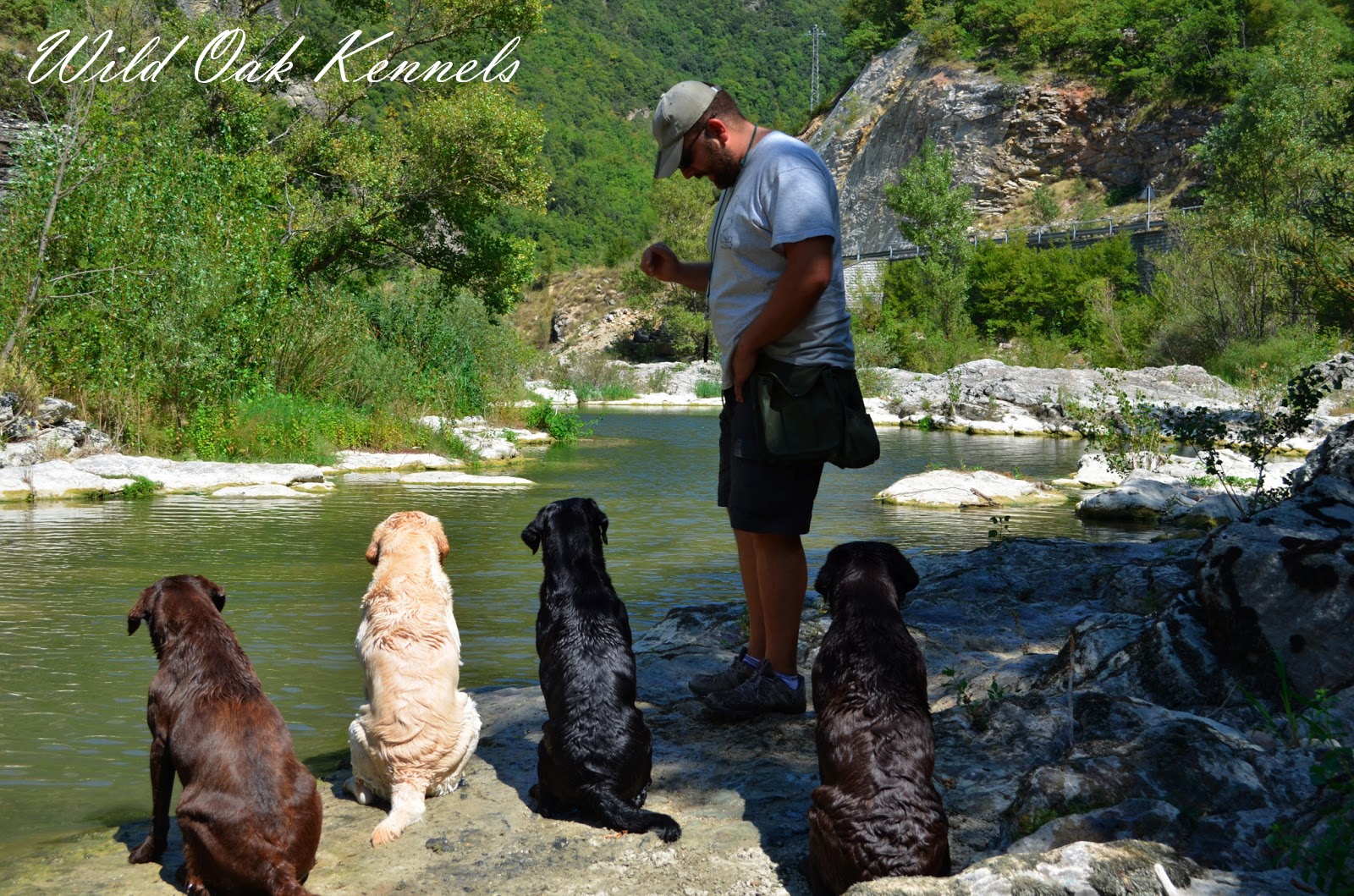 Wild Oak Kennels - Labrador Retriever