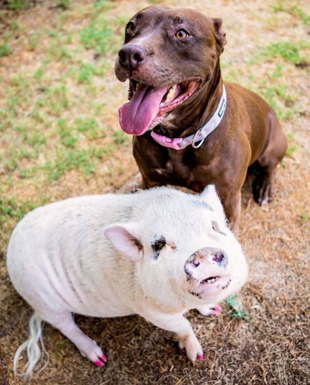 dog-and-pig
