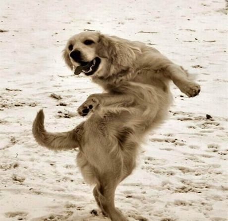 dog-dance