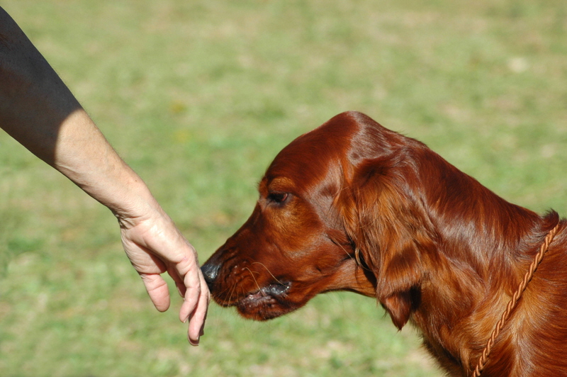 dog-irish-setter-hand-sniff