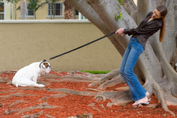 dog-leash-pull