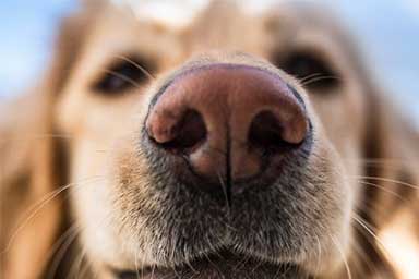 dog-nose-1