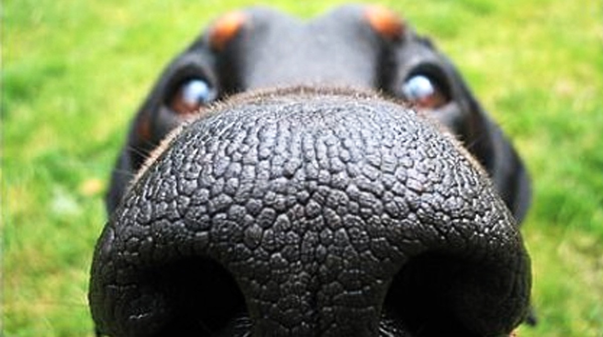 dog-nose-rottweiler-2016-04-9-07-45