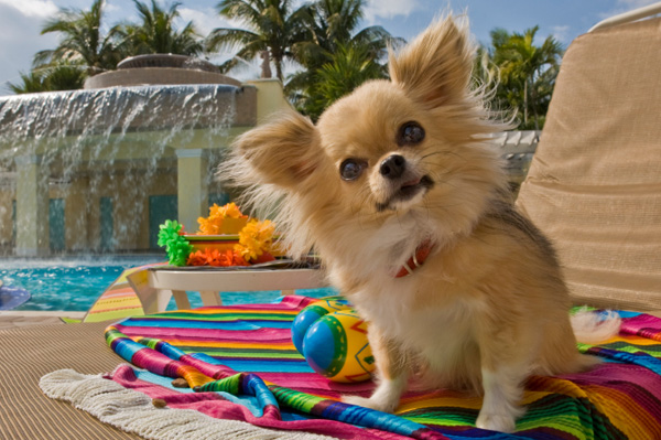 dog-on-vacation-at-hotel