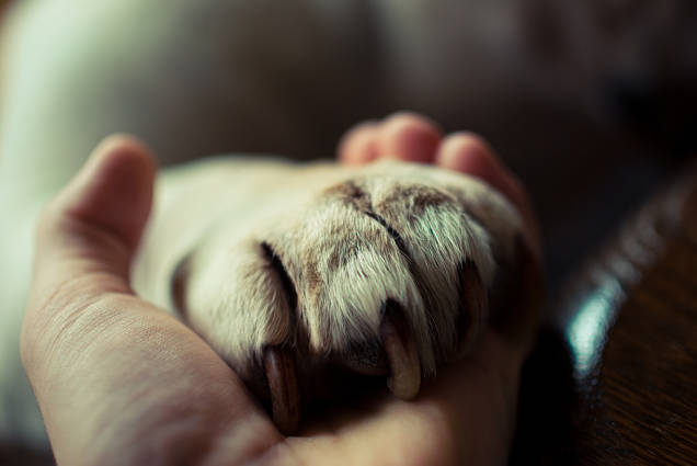 dog-paw-in-hand