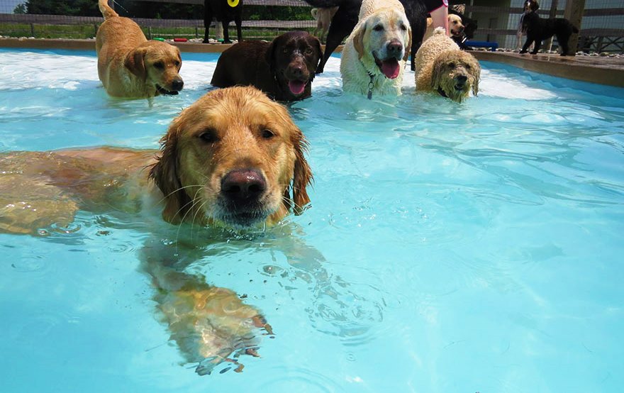 dog-pool-party-lucky-puppy-17