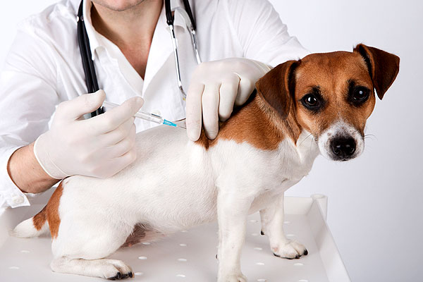 dog-vaccination-terrier-110687510-011