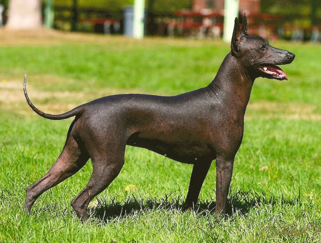 Xoloitzcuintle (Mexican Hairless Dog)